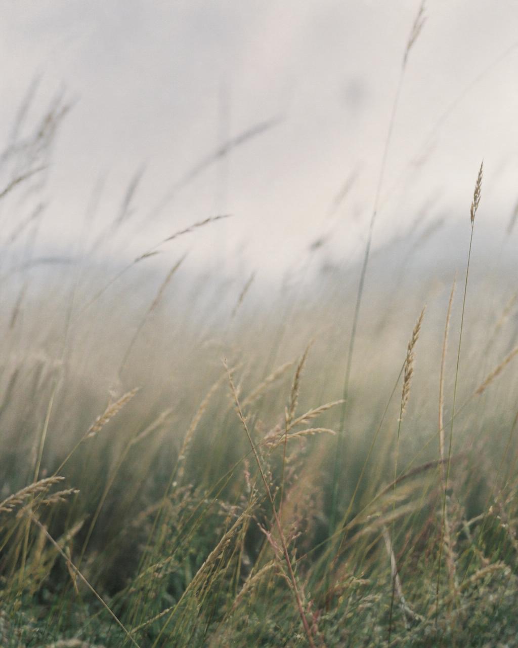 Tall wild grasses moving gently in soft diffused light in a quiet meadow