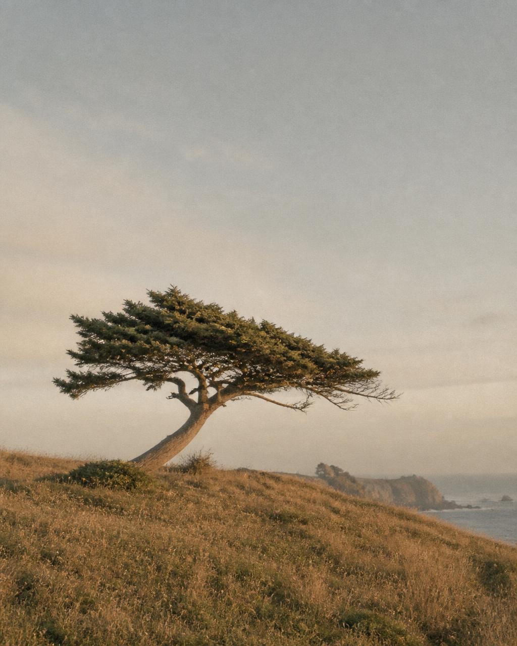 A lone wind-shaped coastal pine standing on a quiet grassy bluff at soft golden hour