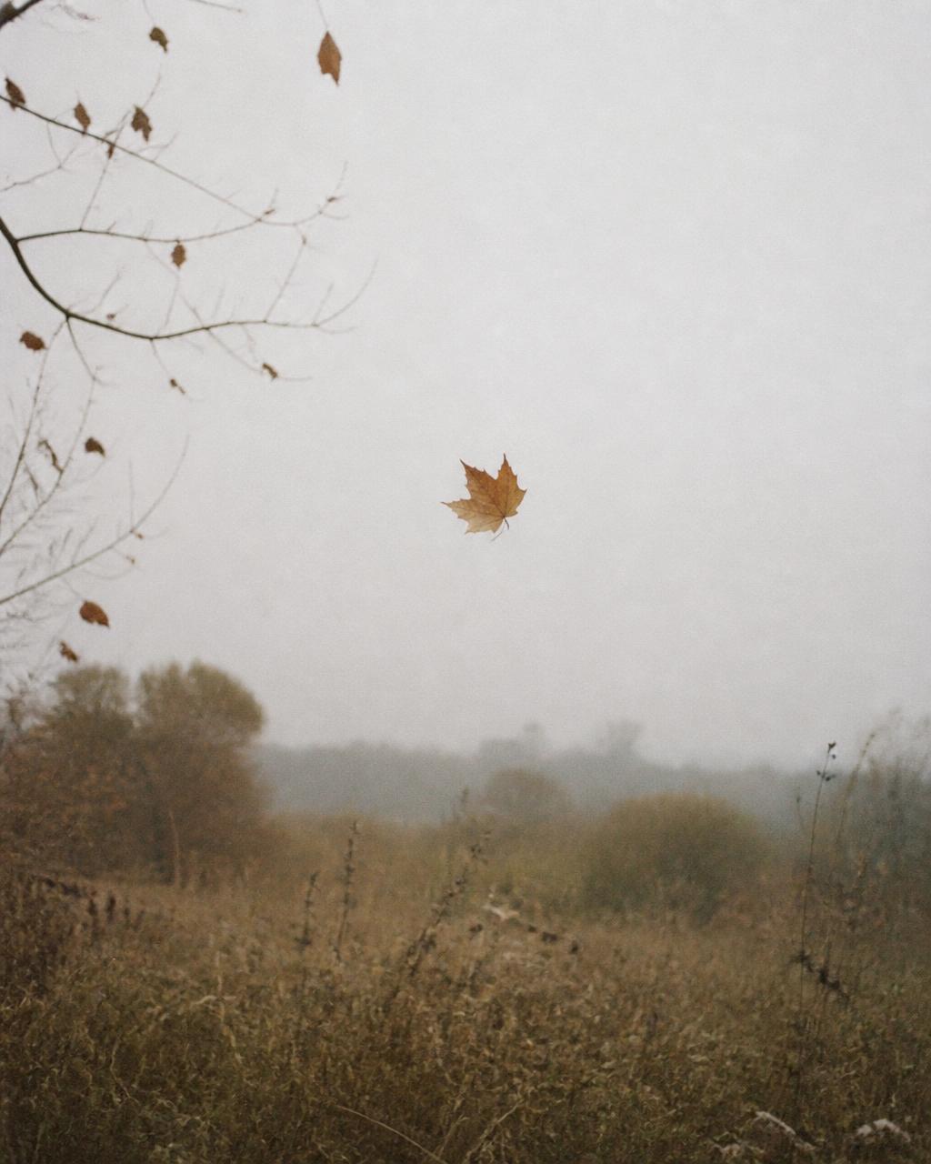 A single autumn leaf drifting through soft mist above a quiet meadow, suggesting release